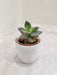 Succulent Plant in White Plastic Pot for Office