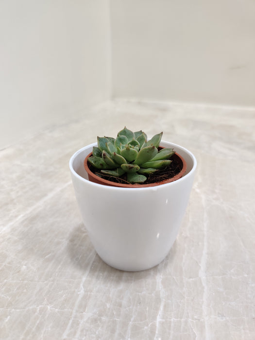 Therapeutic care indoor succulent plant