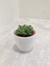 Succulent plant in white pot for corporate gifting