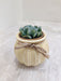 Succulent elegance ideal for corporate gifting
