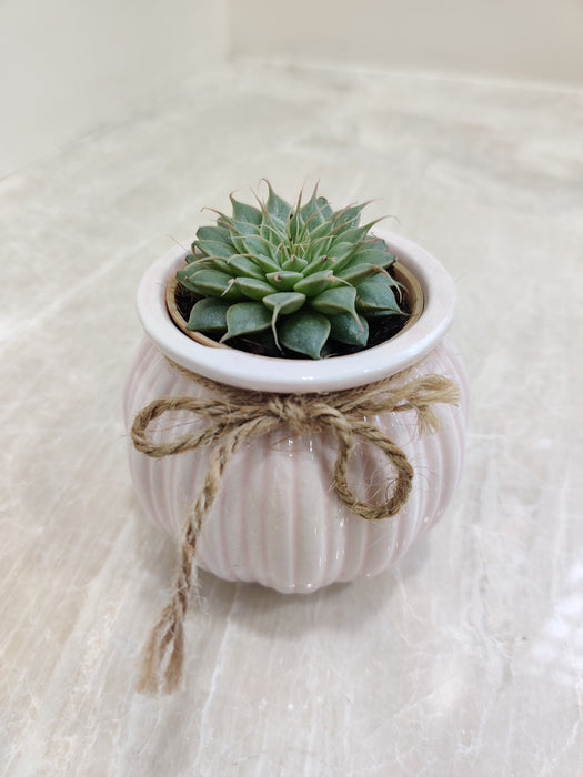 Premium succulent in striped ceramic pot