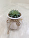 Premium succulent in striped ceramic pot