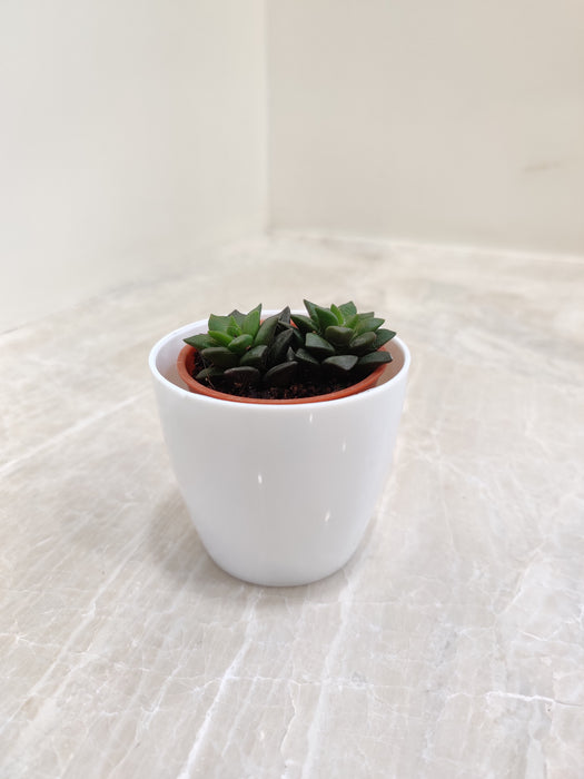 Succulent Plant in White Planter for Corporate Gifting