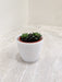 Succulent Plant in White Planter for Corporate Gifting