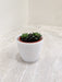 Succulent Plant in White Planter for Corporate Gifting