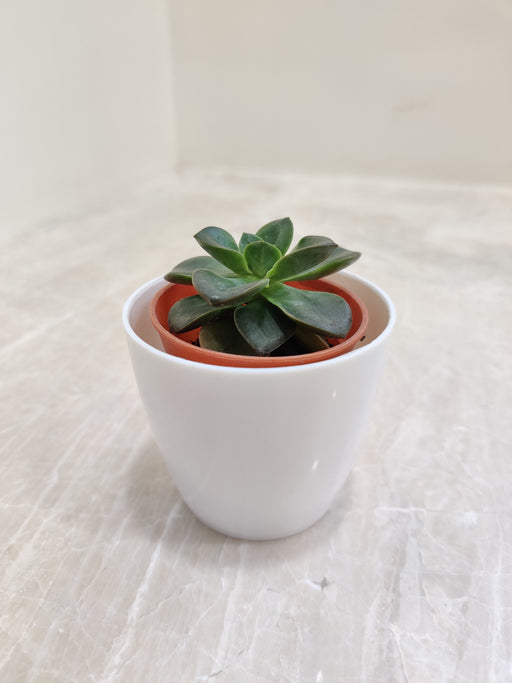 Small succulent plant in white pot for office desk