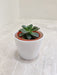 Small succulent plant in white pot for office desk
