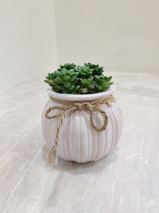 Potted Green Succulent Plant