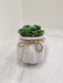 Potted Green Succulent Plant