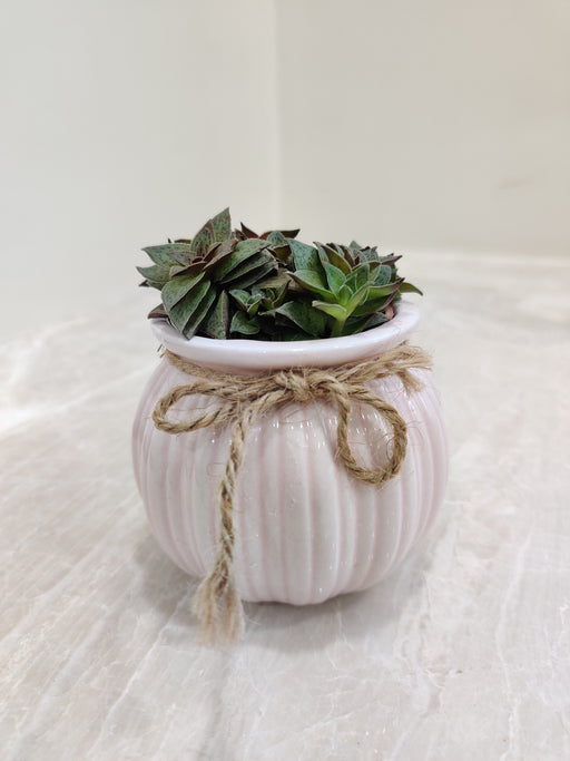 Succulent in pink ceramic pot