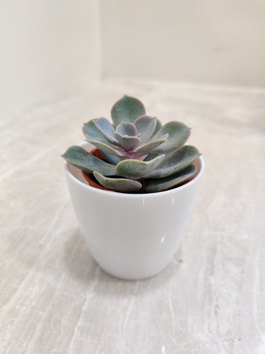 Succulent Plant in White Plastic Pot for Corporate Gifting