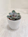 Succulent Plant in White Plastic Pot for Corporate Gifting