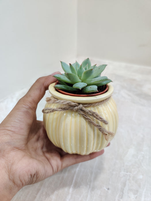 Succulent in creamy ceramic pot with twine decoration