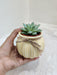 Succulent in creamy ceramic pot with twine decoration