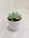 Lush green succulent plant in white plastic pot for office