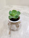 Green succulent plant ideal for office desk decor
