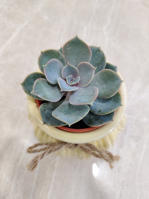 Succulent in cream ribbed ceramic pot