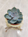 Succulent in cream ribbed ceramic pot