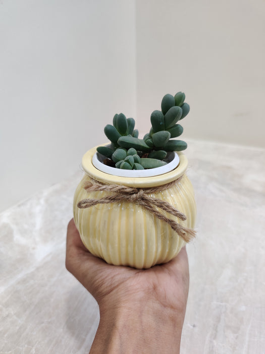Resilient succulent for office decor
