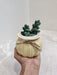 Resilient succulent for office decor