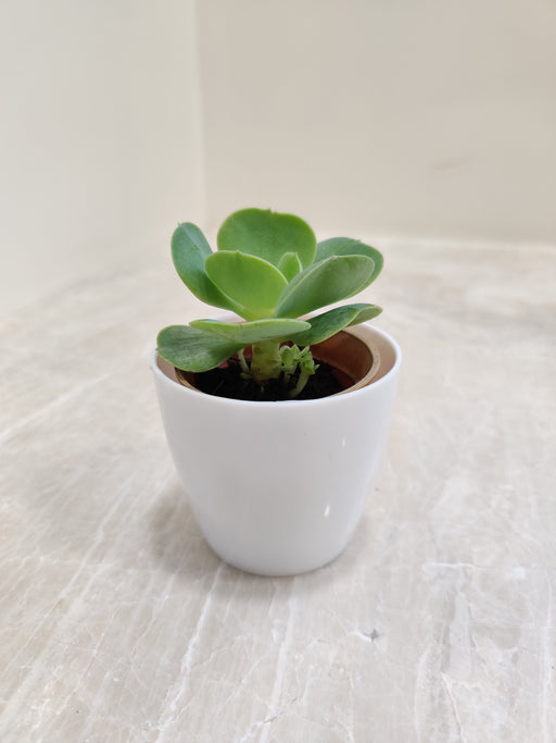 Green Succulent Plant in White Plastic Pot for Desk