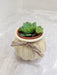Top view of the succulent plant - corporate gift idea
