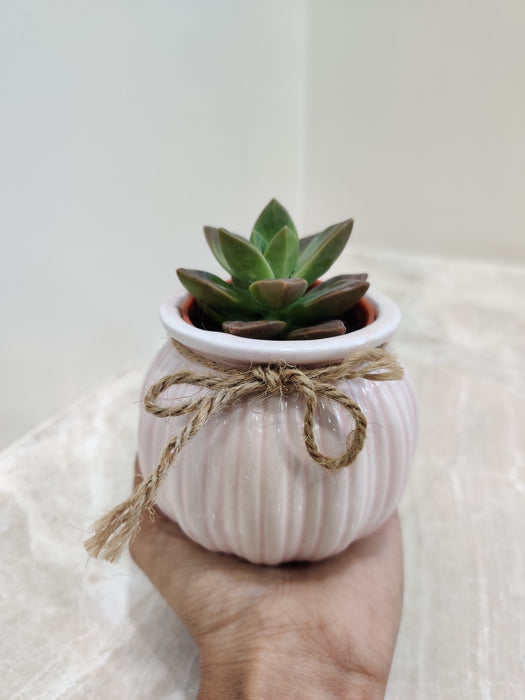 Air-Purifying Succulent Gift for Offices