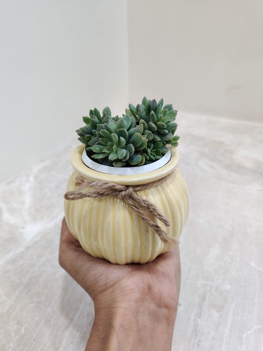 Beautiful Succulent in yellow ceramic pot