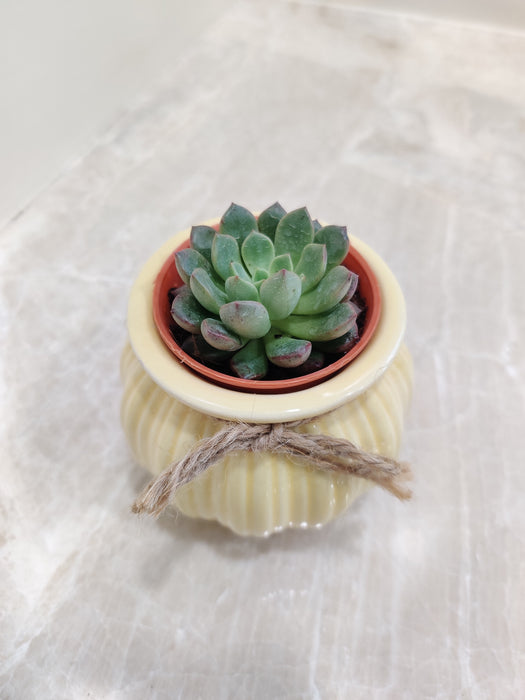Ideal corporate gift: succulent plant