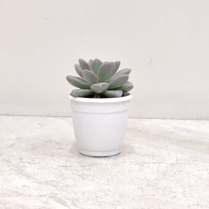 Buy 5 Best Plants for Your Work Desk | Low-Maintenance Office Plants Combo