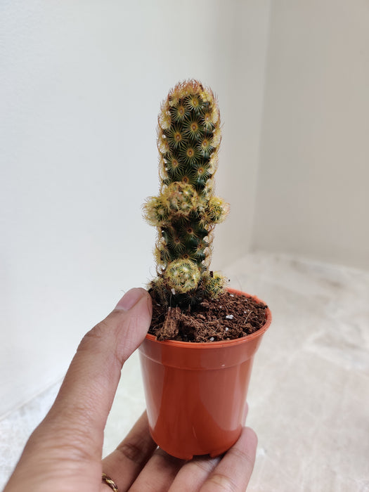 Mammillaria Elongata Cactus Home Decor