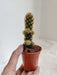 Mammillaria Elongata Cactus Home Decor