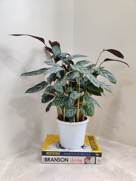 Ornamental Calathea 'Compact Star' Indoor Plant