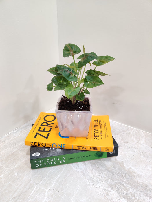 Syngonium as the ultimate desk plant
