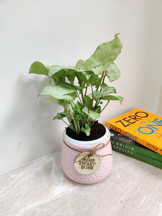 Syngonium plant boasting air-cleaning attributes