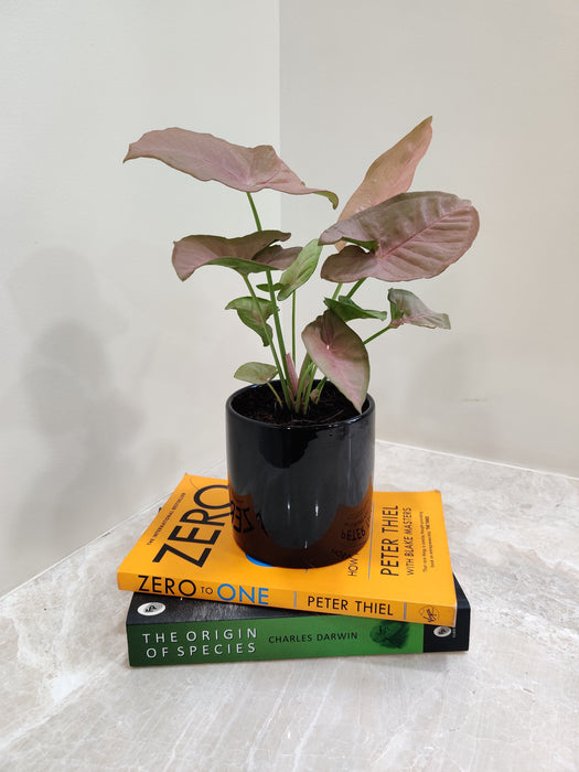 Syngonium plant enhancing a corporate environment.