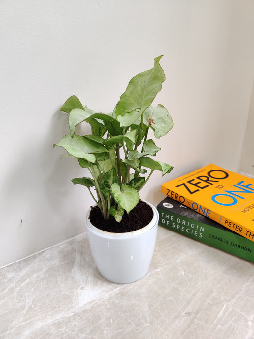 White Syngonium plant for corporate gifting