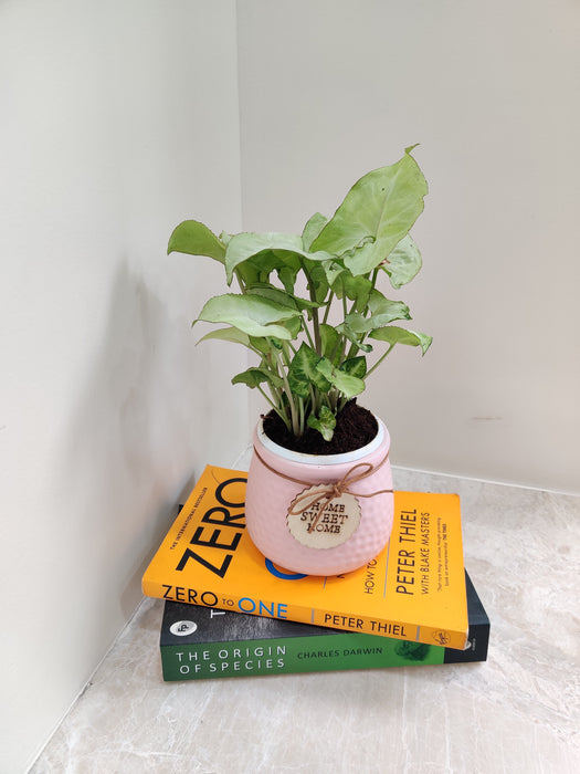 Essential greenery for workspaces: Syngonium