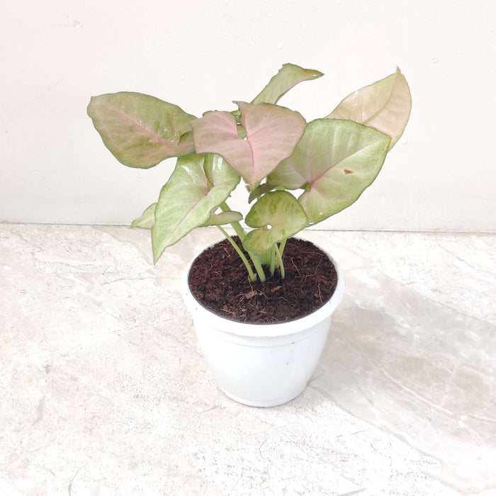 Syngonium Red Heart 8.5 cm pot