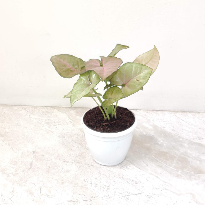 Syngonium Red Heart 8.5 cm pot