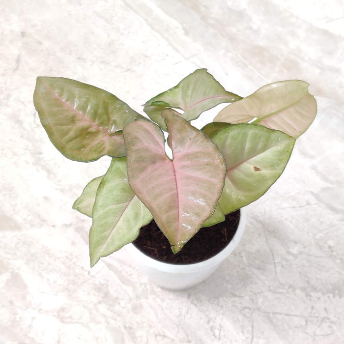 Syngonium Red Heart 8.5 cm pot