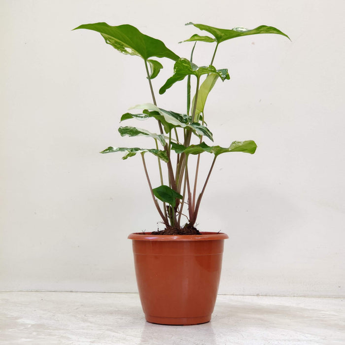 Syngonium 'Mirabel' 12 cm pot