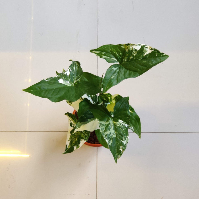 Syngonium 'Mirabel' 12 cm pot