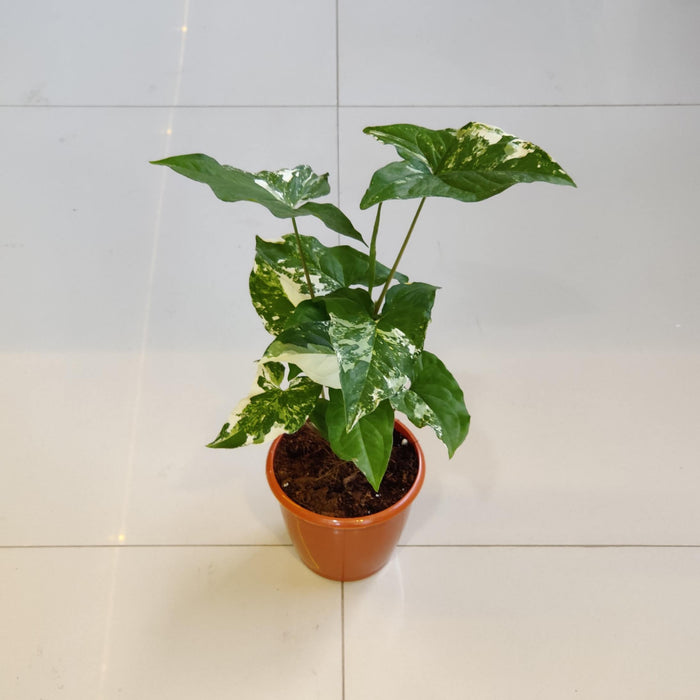 Syngonium 'Mirabel' 12 cm pot
