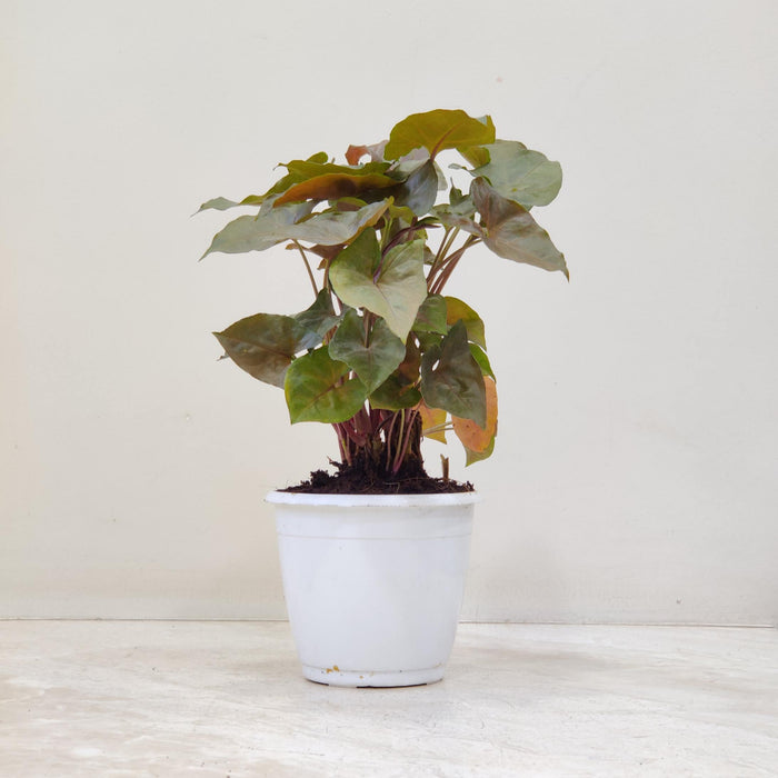 Syngonium 'Mirabel' 12 cm pot