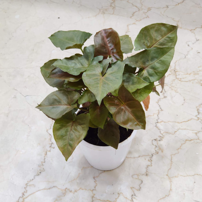 Syngonium 'Mirabel' 12 cm pot