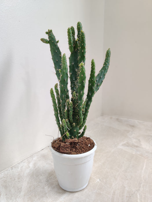 Tall Green Cereus Cactus in a Bright White Pot