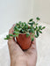 Indoor Healing Teardrop Senecio Plant