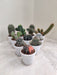 Comprehensive Selection of Cactus Plants in Pots