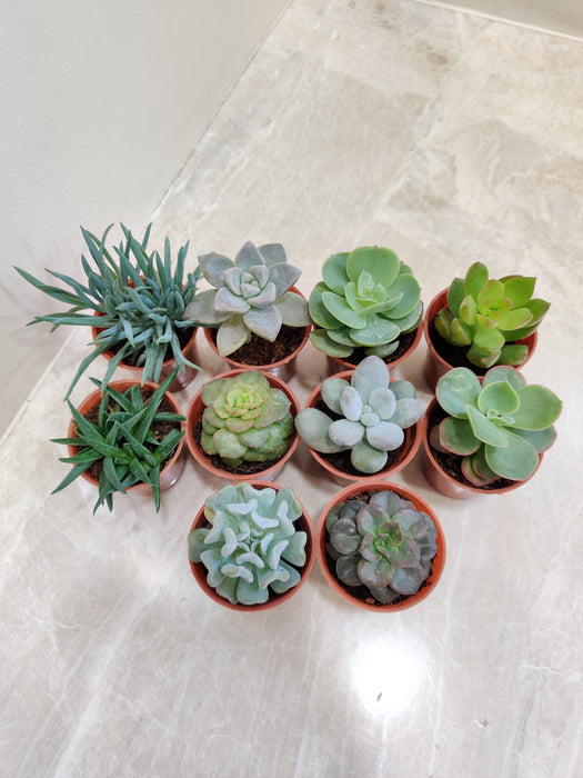 Succulent Harmony Collection in Assorted Indoor Planters